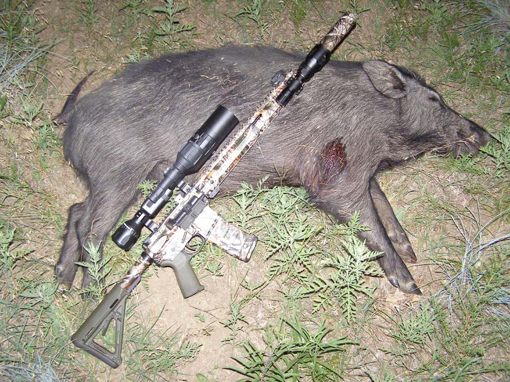 boar 18 jun 2018.jpg