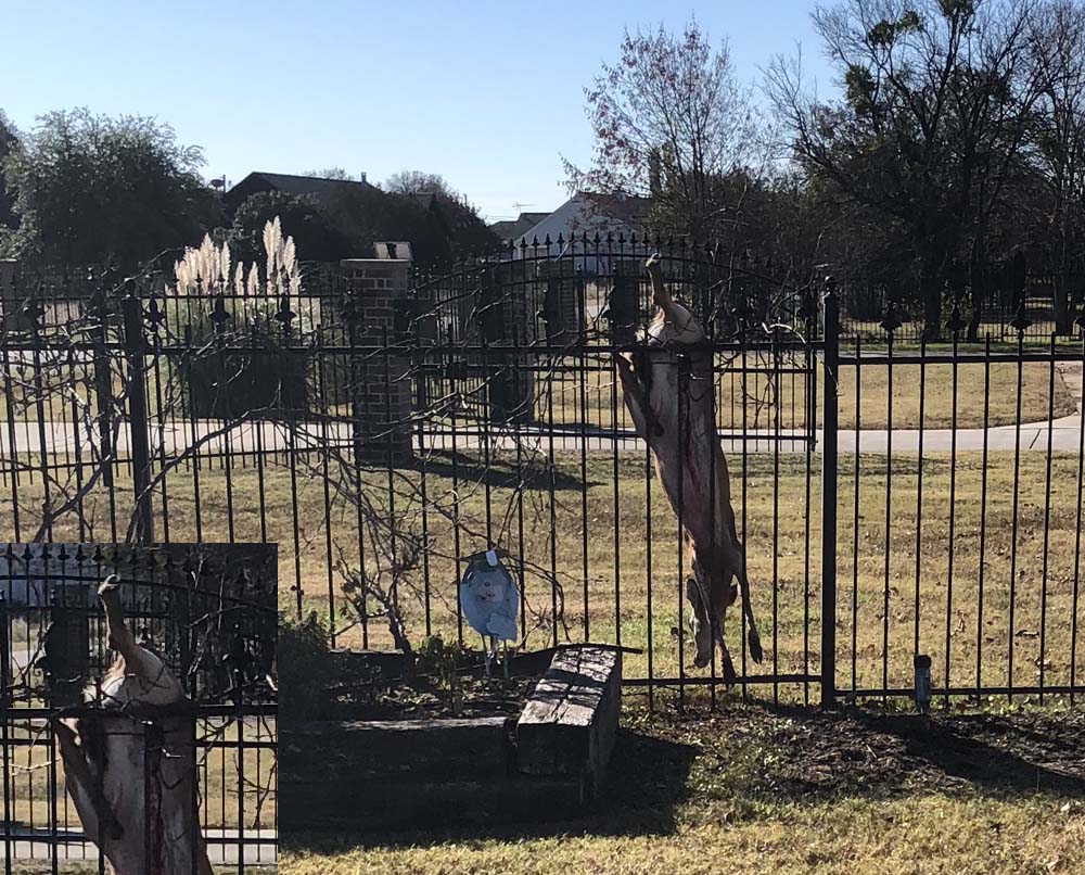 deer caught on fense 2.jpg