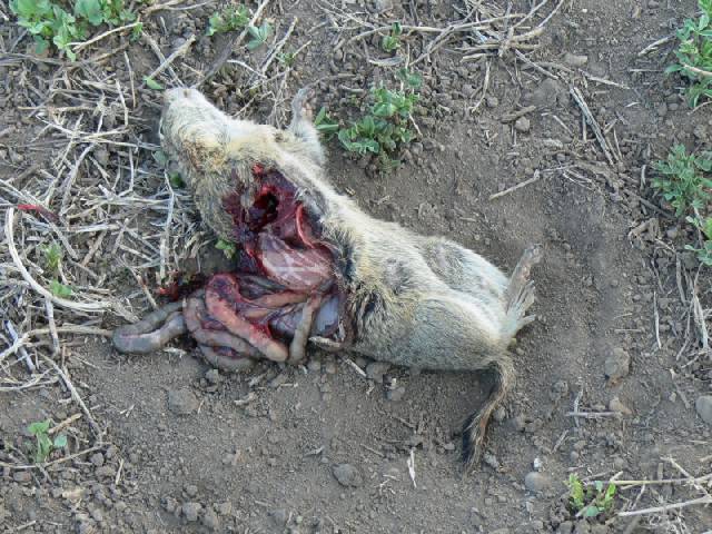 gopher_guts.jpg