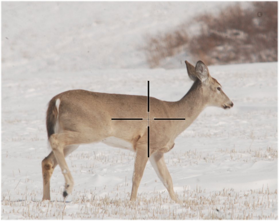 practice_deer.jpg