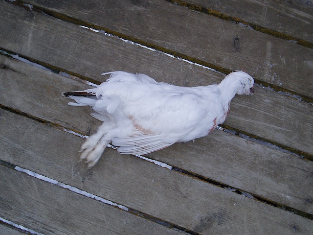 ptarmigan 2010.jpg