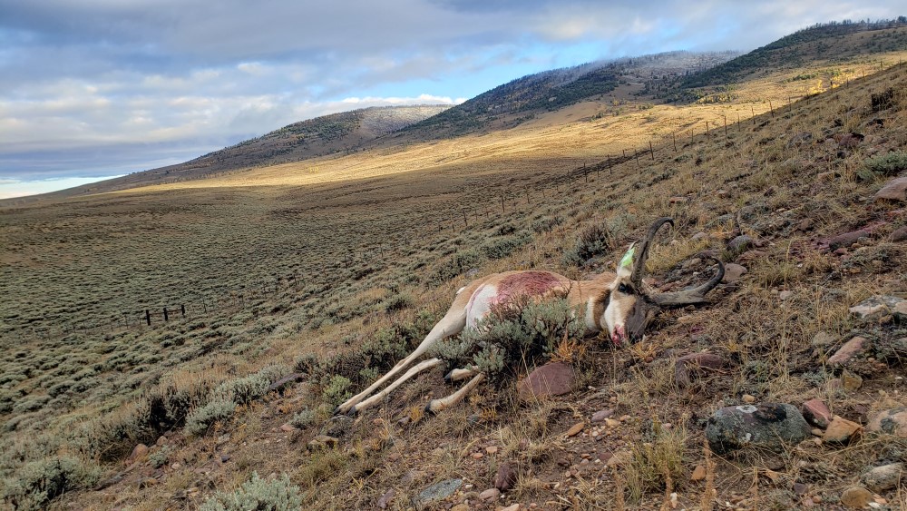 slim\'s pronghorn.jpg