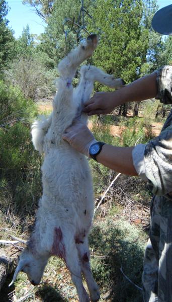 small goat (medium).jpg