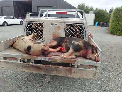 trebly pork  resized.jpg