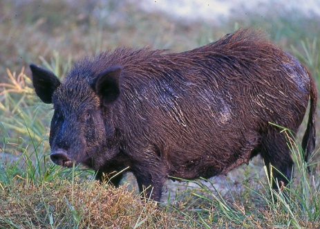 wildpig463[1].jpg